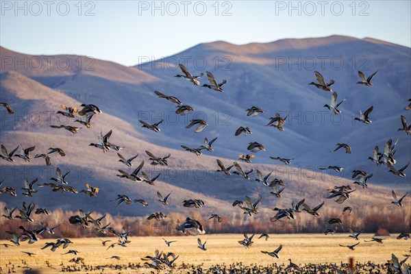 Migrating mallard duck in flight over fields, Bellevue, Idaho, USA