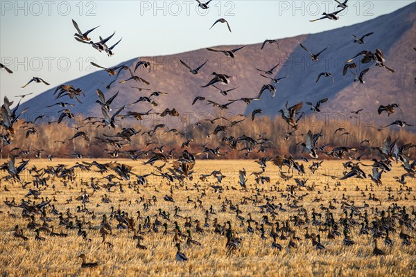 Migrating mallard duck in flight over fields, Bellevue, Idaho, USA