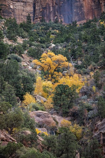 Autumn trees with yellow leaves of fall on Watchman trail in Zion National Park, , Utah, USA