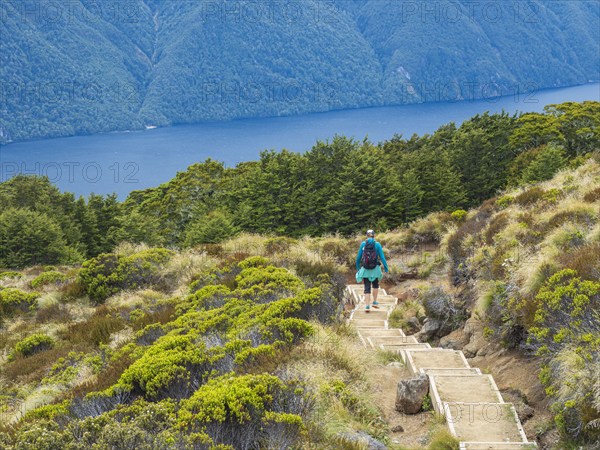 Rear view of female hike descending steps in Fiordland National Park, Te Anau, Fiordland, New Zealand