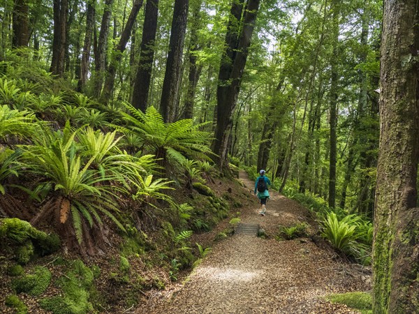 Rear view of hiker on footpath in forest in Fiordland National Park, Te Anau, Fiordland, New Zealand