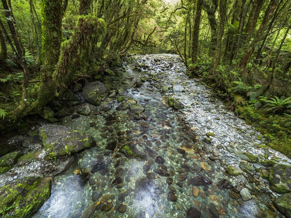 Shallow creek and moss covered trees in forest in Fiordland National Park, Te Anau, Fiordland, New Zealand