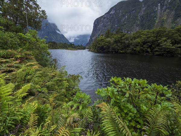 Fjord and mountains with green ferns in foreground in Fiordland National Park, Te Anau, Fiordland, New Zealand