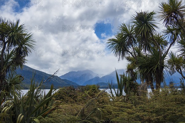 Plants growing near fjord surrounded with mountains in Fiordland National Park, Te Anau, Fiordland, New Zealand