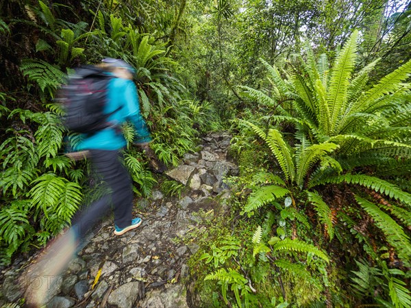 Hiker on rocky footpath in forest in Fiordland National Park, blurred motion, Te Anau, Fiordland, New Zealand