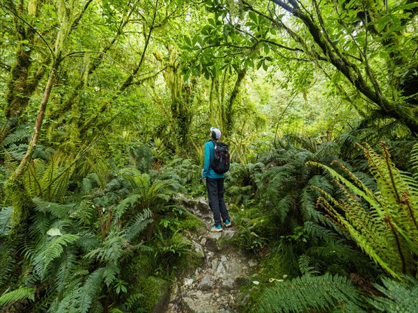 Rear view of hiker looking at plants in forest in Fiordland National Park, Te Anau, Fiordland, New Zealand