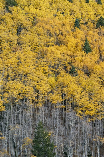 Usa, New Mexico, Santa Fe, Aspen trees in Fall colors in Sangre De Cristo Mountains, Santa Fe, New Mexico, USA