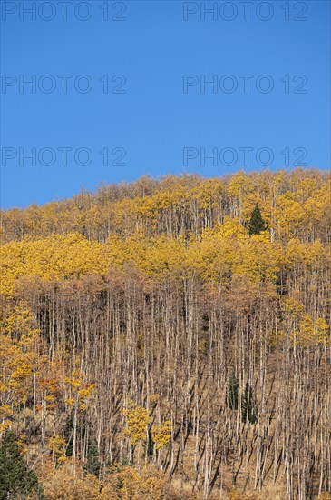 Usa, New Mexico, Santa Fe, Aspen trees in Fall colors in Sangre De Cristo Mountains, Santa Fe, New Mexico, USA