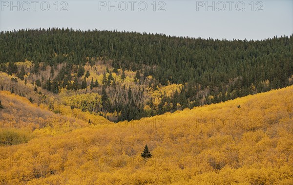 Usa, New Mexico, Santa Fe, Trees in Fall colors in Sangre De Cristo Mountains, Santa Fe, New Mexico, USA