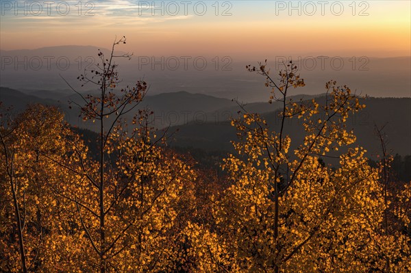 Usa, New Mexico, Santa Fe, Aspen trees in Fall colors in Sangre De Cristo Mountains at sunset, Santa Fe, New Mexico, USA