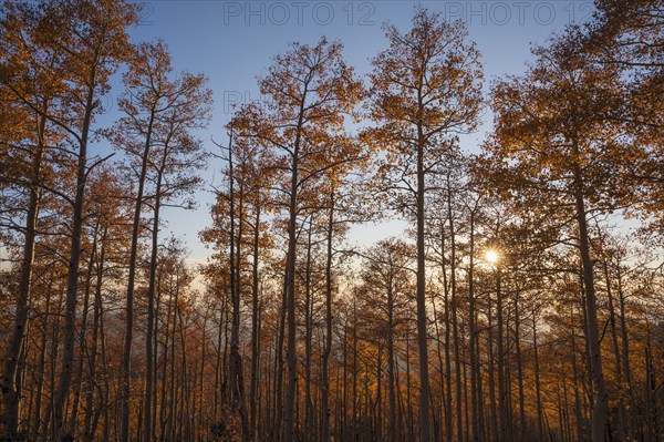 Usa, New Mexico, Santa Fe, Aspen trees in Fall colors in Sangre De Cristo Mountains at sunset, Santa Fe, New Mexico, USA