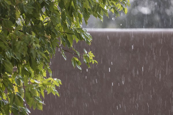 Usa, New Mexico, Santa Fe, Rain falling on leaves and adobe wall in High Desert, Santa Fe, New Mexico, USA