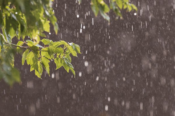 Usa, New Mexico, Santa Fe, Rain falling on leaves and adobe wall in High Desert, Santa Fe, New Mexico, USA