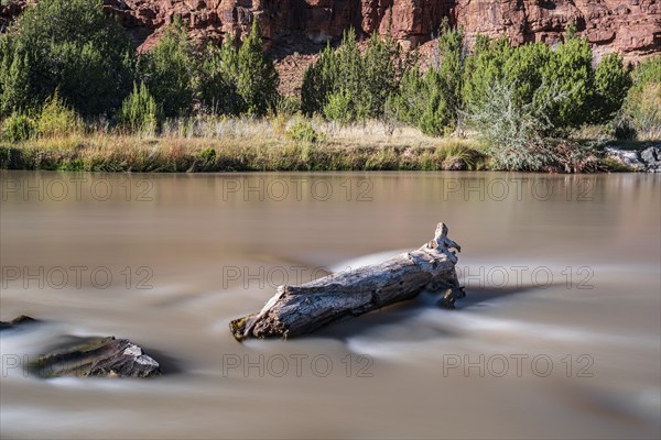 Usa, New Mexico, Abiquiu, Rio Chama, Tree trunk in Chama River, long exposure, Abiquiu, New Mexico, USA