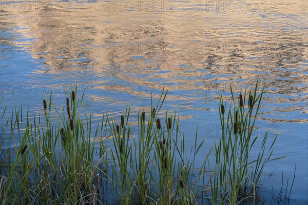 Usa, New Mexico, Abiquiu, Rio Chama, Cattails growing at Chama River , Abiquiu, New Mexico, USA