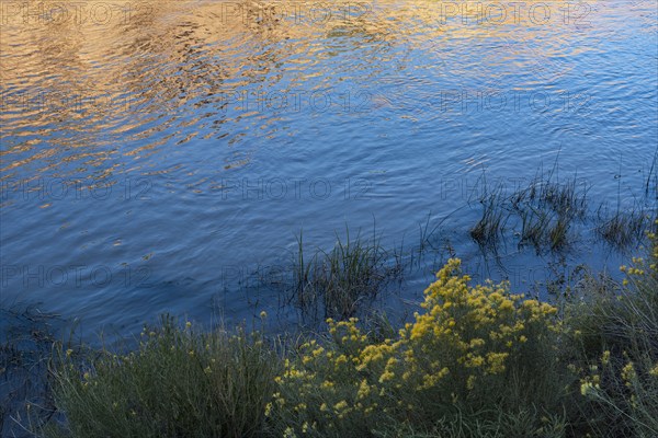 Usa, New Mexico, Abiquiu, Rio Chama, Bushes and grass growing at Chama River, Abiquiu, New Mexico, USA