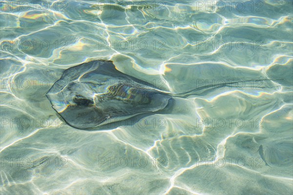 USA, USVI, St. John, Stingray in the shallows at Maho Bay, St. John, United States Virgin Islands, USA