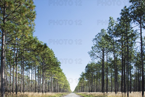 USA, North Carolina, Hampstead, Fire road in forest of Longleaf Pine trees, Hampstead, Hampstead, North Caroiina, USA