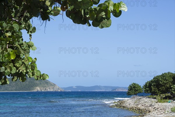 USA, Virgin Islands, St. John, Sea Grapes overhang view of Friis Bay, St. John, United States Virgin Islands, USA