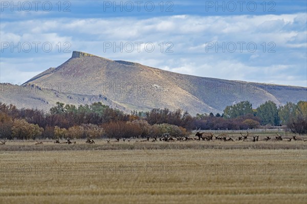 USA, Idaho, Bellevue, Field and hills in Fall season near Sun Valley, Bellevue, Idaho, USA