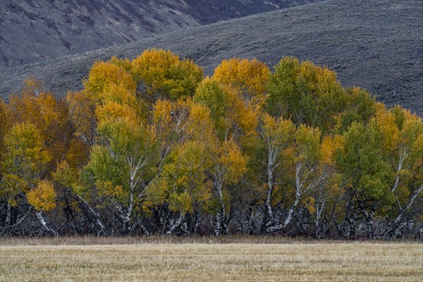 USA, Idaho, Bellevue, Trees and field in Fall season near Sun Valley, Bellevue, Idaho, USA