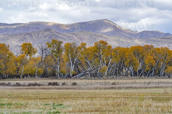 USA, Idaho, Bellevue, Field and hills in Fall season near Sun Valley, Bellevue, Idaho, USA