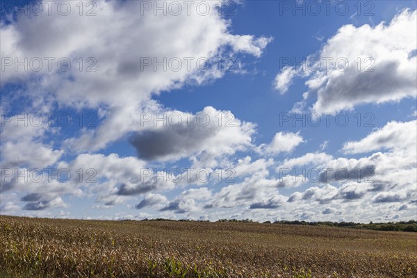 Clouds over corn field in Fall, Mt. Horeb, Wisconsin, USA