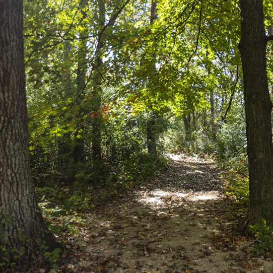 USA, Wisconsin, Sun shining through trees in forest in Donald County Park near Madison, Mt. Horeb, Wisconsin, USA