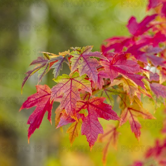 USA, Idaho, Bellevue, Close-up of red maple leaves in Fall near Sun Valley, Bellevue, Idaho, USA