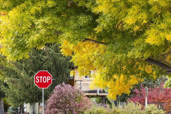 USA, Idaho, Bellevue, Stop sign and trees in Fall near Sun Valley, Bellevue, Idaho, USA