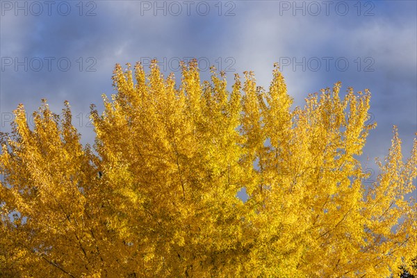 USA, Idaho, Bellevue, Tree with golden fall leaves against sky, Bellevue, Idaho, USA