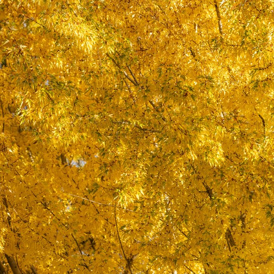 USA, Idaho, Bellevue, Close-up of tree with golden fall leaves, Bellevue, Idaho, USA