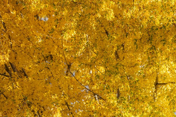 USA, Idaho, Bellevue, Close-up of tree with golden fall leaves, Bellevue, Idaho, USA