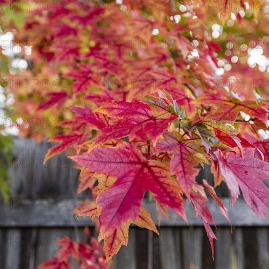 USA, Idaho, Bellevue, Close-up of red maple leaves at wooden fence near Sun Valley, Bellevue, Idaho, USA