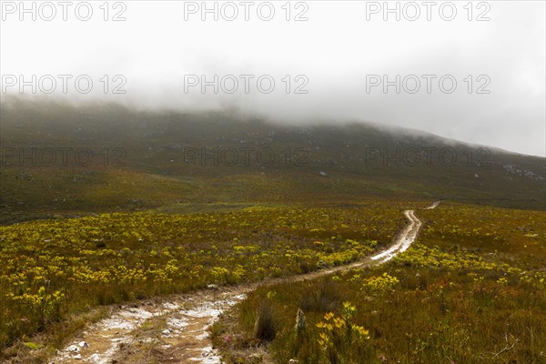 South Africa, Hermanus, Fernkloof Nature Reserve landscape and trail, Hermanus, , South Africa