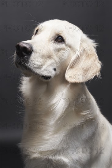 Studio portrait of mixed breed Retriever, Austin, Texas, USA