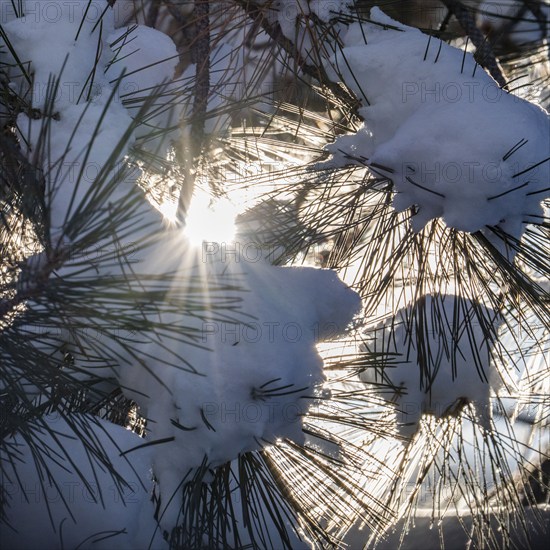 Close-up of sun shining through snow-covered pine branches, Bellevue, Idaho, USA