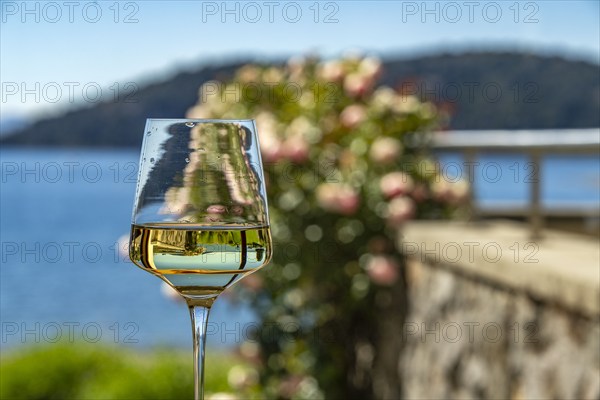 Glass of white wine with lake and blooming rosebush in background, Bariloche, , Argentina