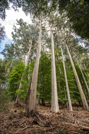 Tall Eucalyptus trees growing on Victoria Island, Bariloche, Rio Negro, Argentina