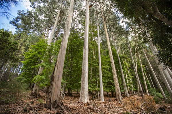 Tall Eucalyptus trees growing on Victoria Island, Bariloche, Rio Negro, Argentina