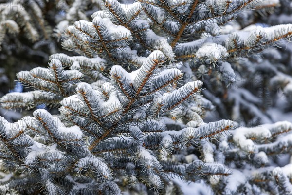 Close-up of pine branches covered with fresh snow, , , USA