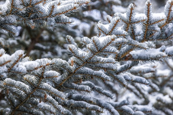 Close-up of pine branches covered with fresh snow, , , USA