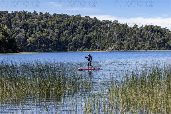 Man on stand up paddleboard (SUP) in lake with reeds, Bariloche, , Argentina