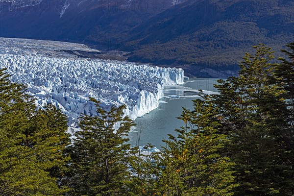 Argentina, Santa Cruz, El Calafate, High angle view of Perito Moreno glacier with trees in foreground, El Calafate, Santa Cruz, Argentina