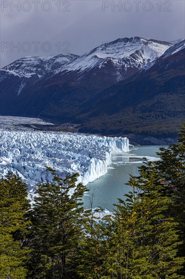 Argentina, Santa Cruz, El Calafate, Vew of Perito Moreno glacier with trees in foreground, El Calafate, Santa Cruz, Argentina