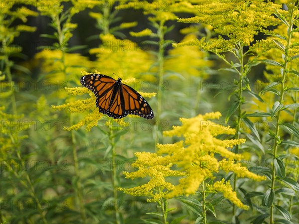 USA, Virginia, Blacksburg, Monarch butterfly on goldenrod, Blacksburg, Virginia, USA