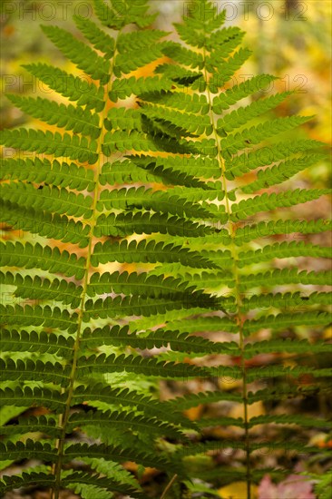 USA, Virginia, Mountain Lake Conservancy, Close-up of fern growing in forest in autumn, Mountain Lake Conservancy, Virginia, USA