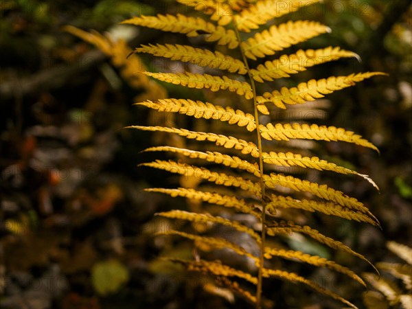 USA, Virginia, Mountain Lake Conservancy, Close-up of fern growing in forest in autumn, Mountain Lake Conservancy, Virginia, USA