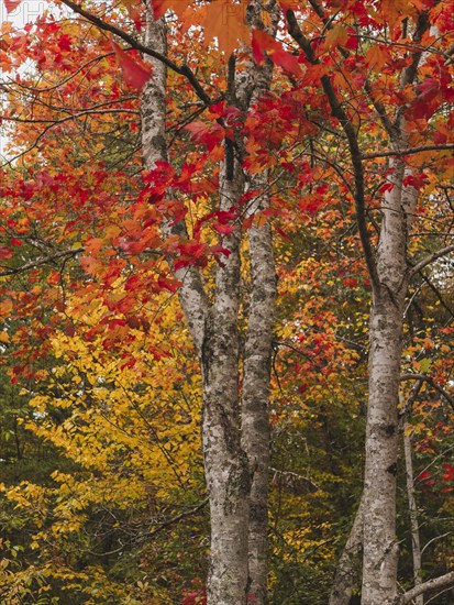 USA, Virginia, Blacksburg, Trees with red and yellow leaves in autumn, Blacksburg, Virginia, USA