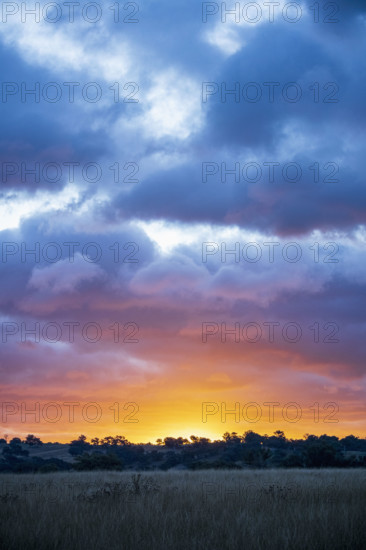 Dramatic sky above grassy field at sunset
Kandos, New South Wales, Australia